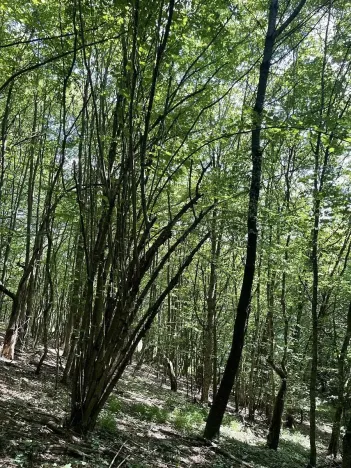 Prodej lesa, Valašská Polanka, 2904 m2