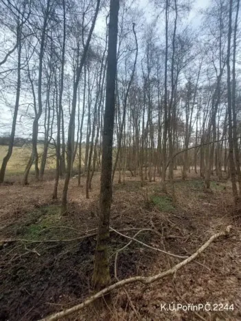Prodej lesa, Dolní Hořice, 2471 m2