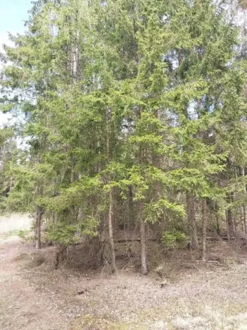 Prodej lesa, Žirovnice, 2374 m2