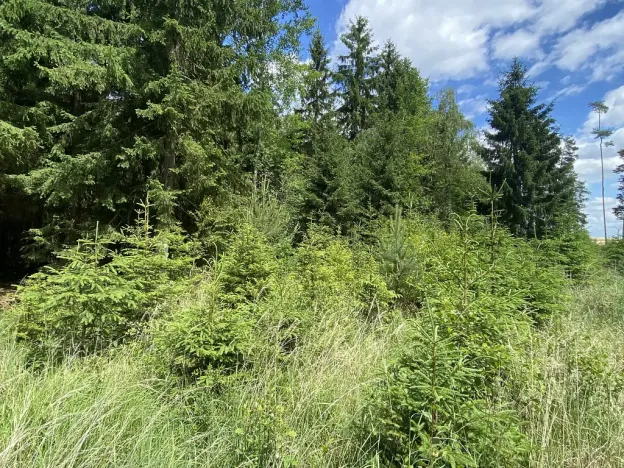 Prodej lesa, Slabčice - Nemějice, 1272 m2