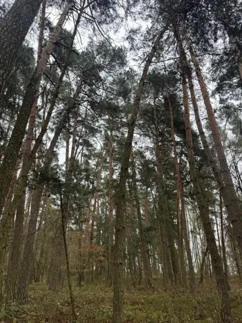 Prodej podílu lesa, Koloveč, 11497 m2