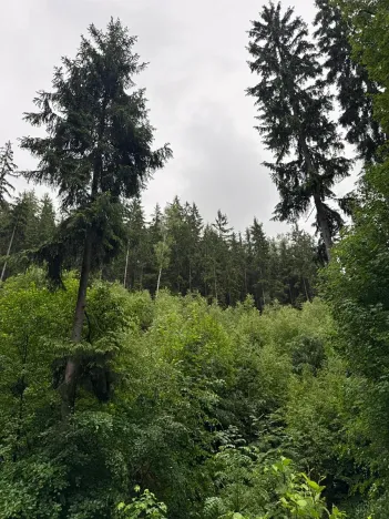Prodej lesa, Železný Brod, 18900 m2