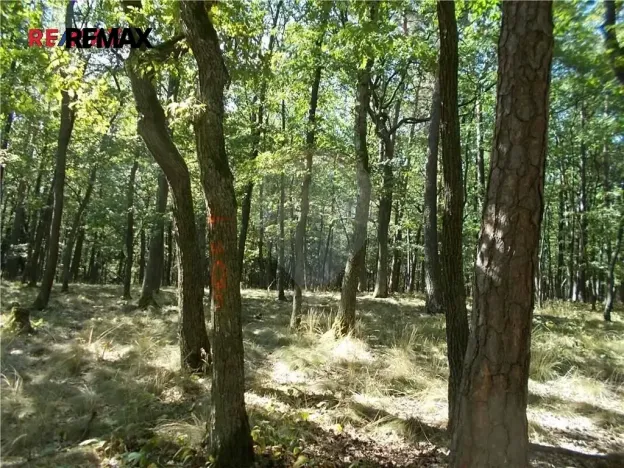 Prodej podílu lesa, Vážany, 38449 m2