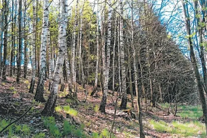 Prodej lesa, Havlíčkův Brod, 3453 m2
