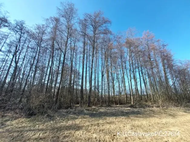 Prodej lesa, Čáslavsko, 2939 m2