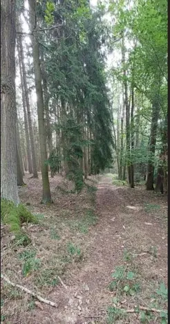 Prodej lesa, Červená Řečice, 1375 m2