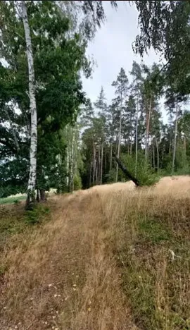 Prodej lesa, Červená Řečice, 1375 m2