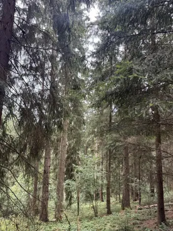 Prodej lesa, Všelibice, 12954 m2
