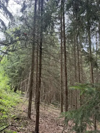 Prodej lesa, Všelibice, 12954 m2