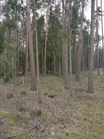 Prodej lesa, Častrov, 1295 m2