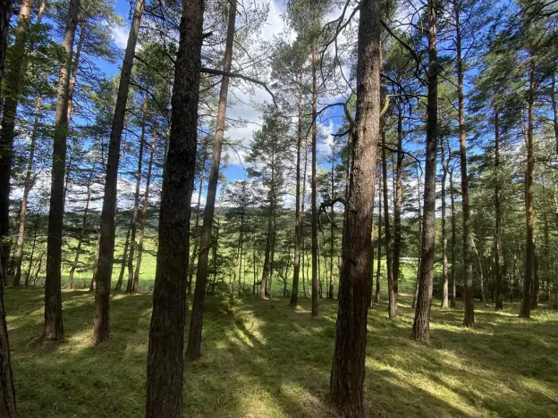 Prodej lesa, Pěčnov, 993 m2
