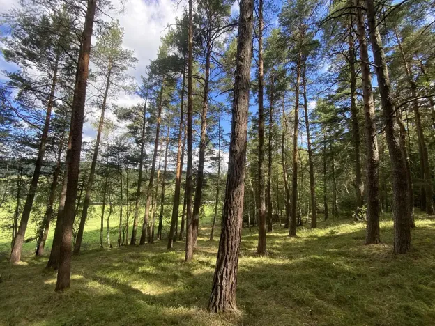 Prodej lesa, Pěčnov, 993 m2