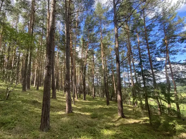Prodej lesa, Pěčnov, 993 m2