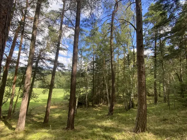 Prodej lesa, Pěčnov, 993 m2