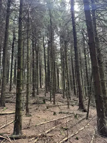 Prodej podílu lesa, Proseč pod Ještědem, 3598 m2