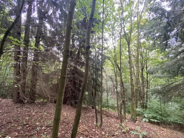 Prodej lesa, Strážná, 11485 m2