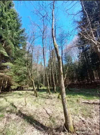Prodej lesa, Lukavec, 3852 m2