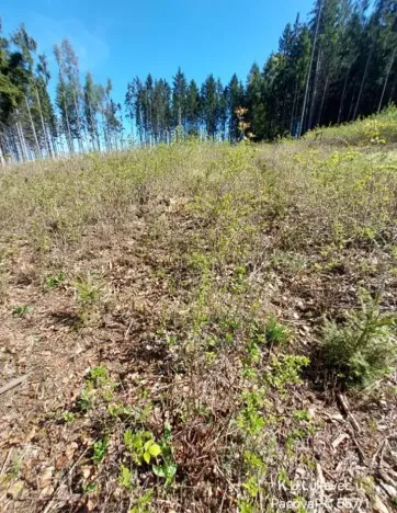 Prodej lesa, Lukavec, 978 m2
