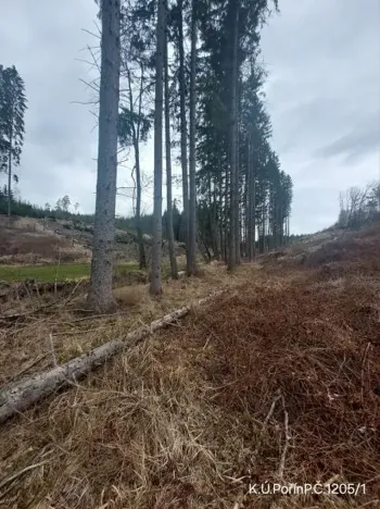 Prodej lesa, Dolní Hořice, 4440 m2