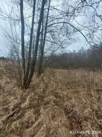Prodej lesa, Dolní Hořice, 4440 m2