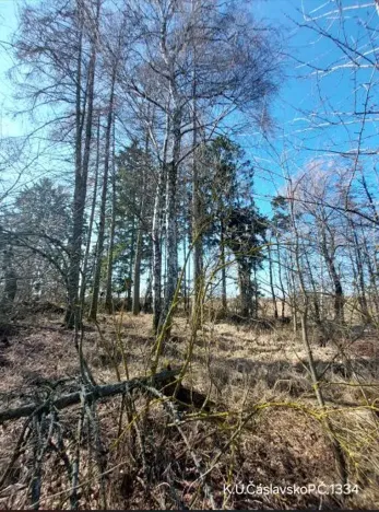 Prodej lesa, Čáslavsko, 1359 m2