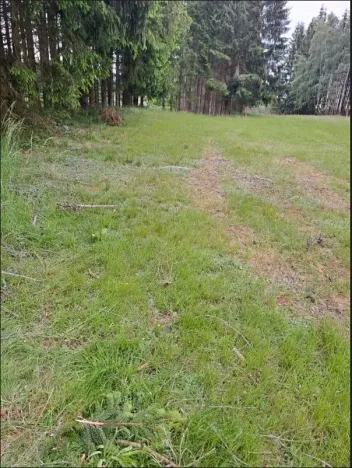 Prodej podílu lesa, Nový Rychnov, 6035 m2