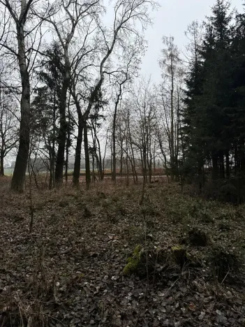 Prodej lesa, Předslav, 6263 m2