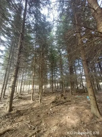 Prodej lesa, Dolní Hořice, 3279 m2