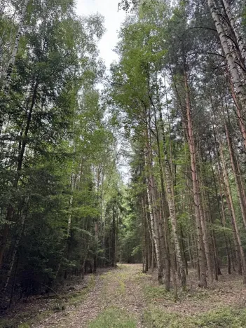 Prodej lesa, Řevničov, 11311 m2