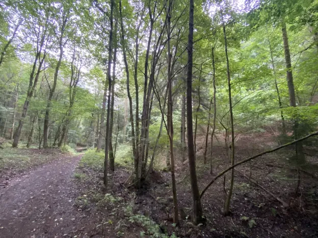 Prodej louky, Strážná, 2049 m2
