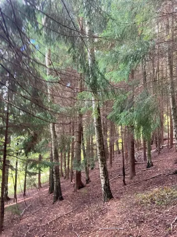 Prodej lesa, Plavy, 9899 m2