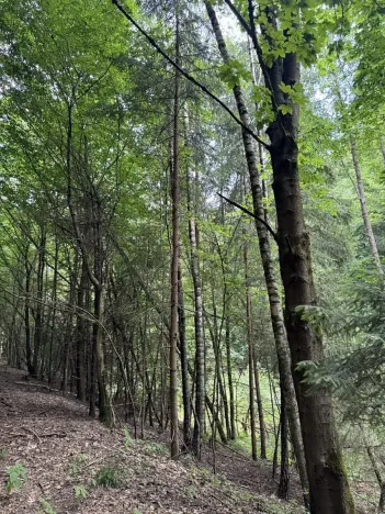 Prodej lesa, Jedlí, 10342 m2