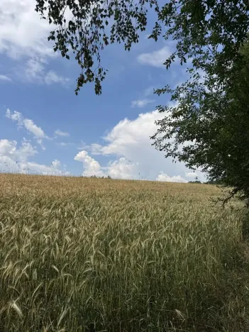 Prodej pole, Jedlí, 8401 m2