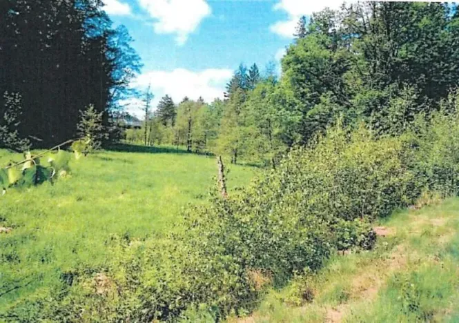 Prodej lesa, Pohled, 14570 m2