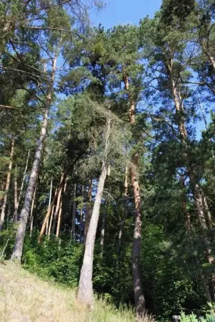 Prodej lesa, Strunkovice nad Volyňkou, 2510 m2