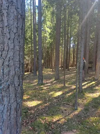 Prodej lesa, Strmilov, 1331 m2