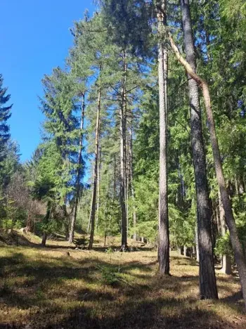 Prodej lesa, Strmilov, 2392 m2
