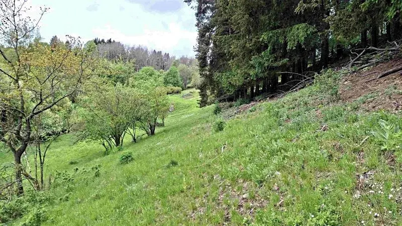 Prodej lesa, Bečov nad Teplou, 11646 m2