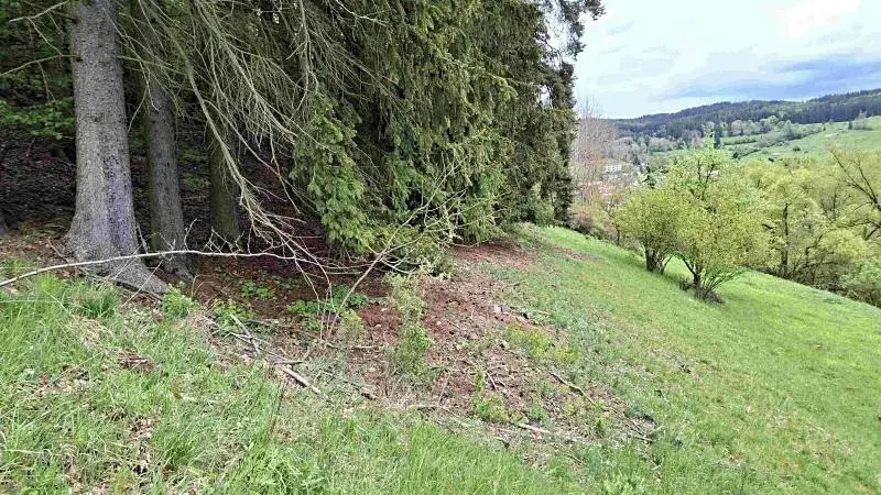 Prodej lesa, Bečov nad Teplou, 11646 m2
