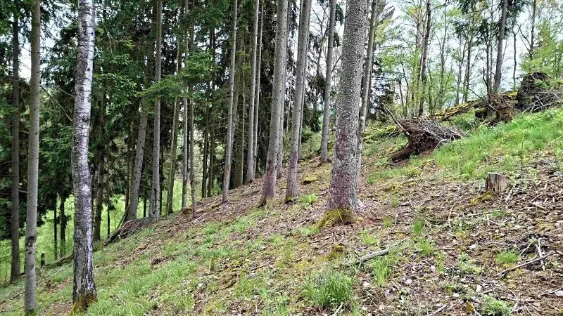Prodej lesa, Bečov nad Teplou, 11646 m2