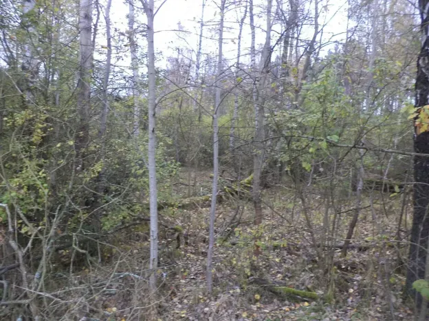 Prodej pozemku, Rozvadov, 2388 m2