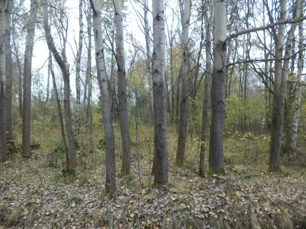 Prodej pozemku, Rozvadov, 2391 m2