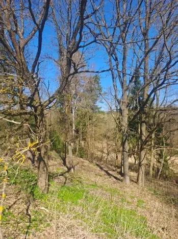 Prodej lesa, Strmilov, 1666 m2