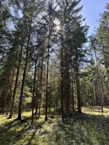 Prodej lesa, Novosedly nad Nežárkou, 67560 m2