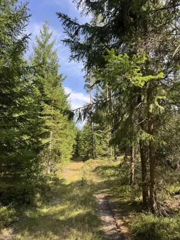 Prodej lesa, Novosedly nad Nežárkou, 67560 m2