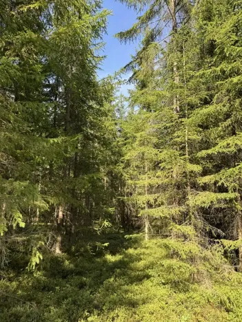Prodej lesa, Novosedly nad Nežárkou, 67560 m2