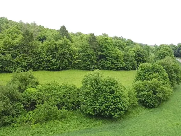 Dražba louky, Skorotice, 6028 m2