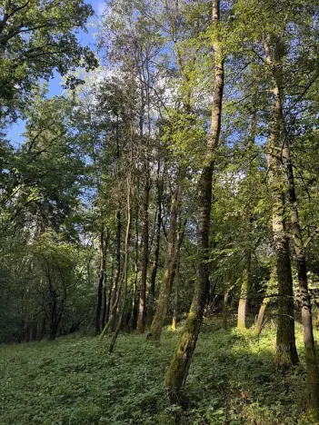 Prodej lesa, Chorušice, 14963 m2