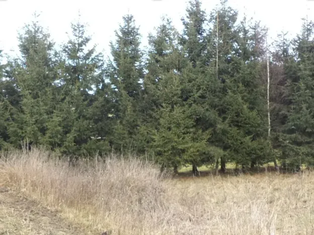 Dražba pozemku, Horní Planá, 1390 m2