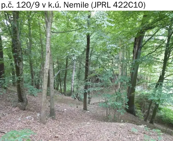 Prodej lesa, Nemile, 323 m2